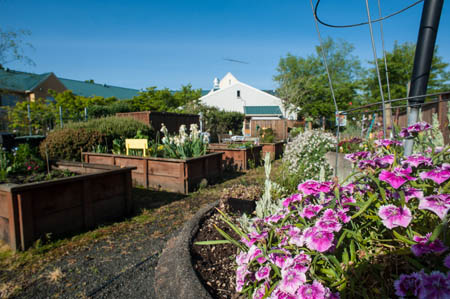 Flowers bloom in Corvallis, Oregon at Timberhill Place, a senior assisted living community.